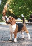 Beagle mees show class FCI paaritumiseks Krasnodar  Krasnodar