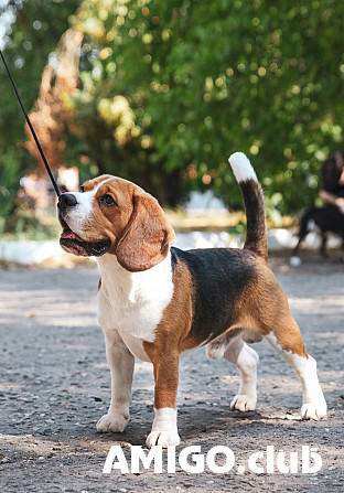 Beagle adult, male show class FCI Krasnodar  Krasnodar - photo 1