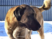 Kangal shepherd dog male show class FCI for mating Moscow  Moscow