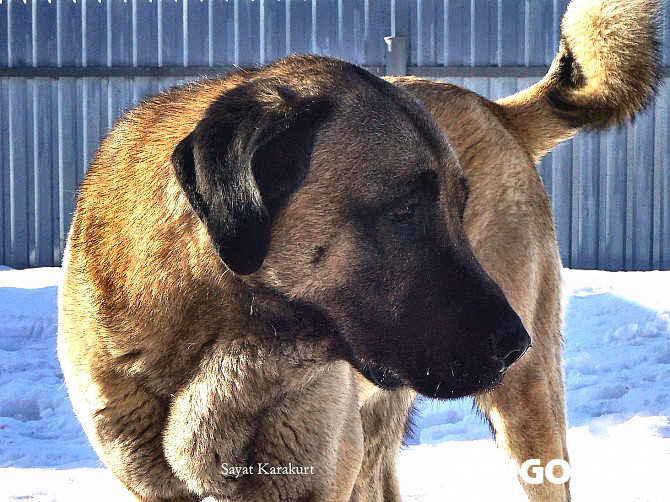 Kangal uros show class FCI parittelua varten Moscow  Moscow - изображение 1