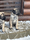 Kangal shepherd dog puppy, male, female show class FCI Moscow  Delivery from Moscow