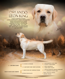 Labrador retriever male show class FCI for mating Chelyabinsk  Chelyabinsk