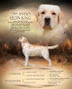 Labrador retriever masculino show class FCI para aparearse Chelyabinsk  Chelyabinsk