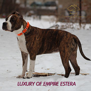 American staffordshire terrier junior, femme breed class FCI Kazan'  доставка из г.Kazan'