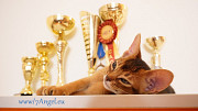 Abyssinian cat (ABY) (kitten, male, show class) WCF Riga  Delivery from Riga