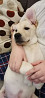 Retriever du labrador chiot, femme FCI Yekaterinburg  доставка из г.Yekaterinburg