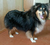 Collie rough puppy, female tribal marriage FCI Volgograd  Delivery from Volgograd