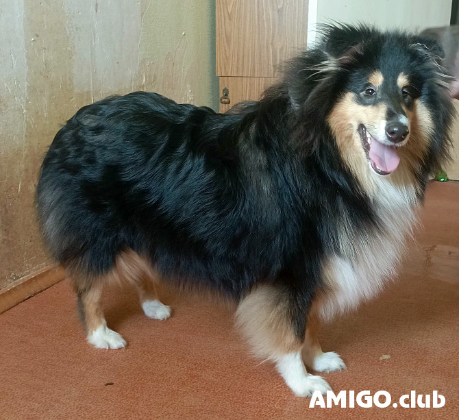 Collie rough puppy, female tribal marriage FCI Volgograd  Volgograd - photo 1