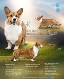 Welsh corgi cardigan male show class FCI for mating Moscow  Delivery from Moscow