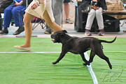 Staffordshirenbullterrieri pentu, uros, nainen show class FCI Rostov-na-Donu  доставка из г.Rostov-na-Donu