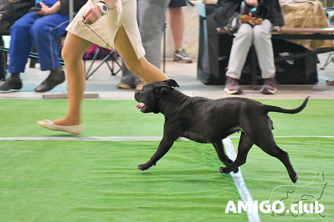 Staffordshire’i bullterjer kutsikas, mees, naissoost show class FCI Rostov-na-Donu  Rostov-na-Donu - изображение 1