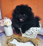 German spitz toy (pomeranian) puppy, male show class FCI Moscow  Moscow