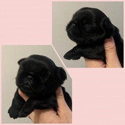 Griffon belge puppy, female show class FCI Murmansk  Delivery from Murmansk