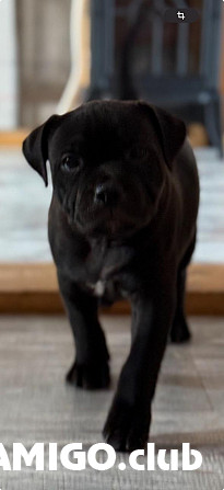 Staffordshire bull terrier hündchen, männlich show class FCI Rostov-na-Donu  Rostov-na-Donu - изображение 1