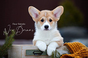 Welsh corgi pembroke hündchen, männlich, weiblich breed class FCI Moscow  доставка из г.Moscow