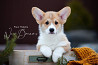 Welsh corgi pembroke puppy, male, female breed class FCI Moscow  Delivery from Moscow