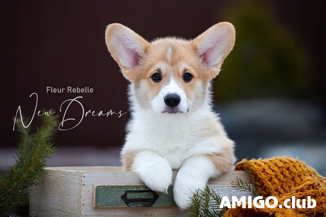 Welsh corgi pembroke kutsikas, mees, naissoost breed class FCI Moscow  Moscow - изображение 1