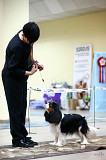 Cavalier king charles spaniel männlich  FCI zur paarung Barnaul  Barnaul