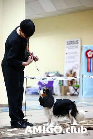 Cavalier king charles spaniel masculino  FCI para aparearse Barnaul  Barnaul - photo 1