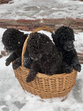 Poodle medium puppy, male, female show class FCI Izhevsk  Delivery from Izhevsk