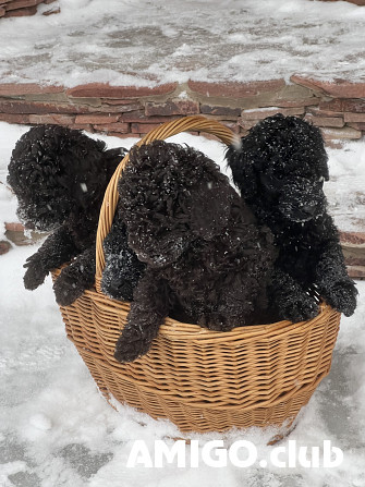 Poodle medium puppy, male, female show class FCI Izhevsk  Izhevsk - photo 1