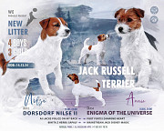 Terrier jack russell cachorro, masculino, mujer show class FCI Novosibirsk  Delivery from Novosibirsk