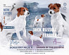 Terrier jack russell chiot, masculin, femme show class FCI Novosibirsk  доставка из г.Novosibirsk