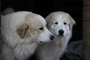 Pyrenean mountain dog puppy, male, female show class FCI Minsk  Delivery from Minsk