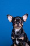 Chihuahua short-haired male show class FCI for mating Orel  Orel