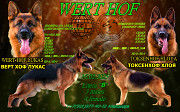 German shepherd dog double coat puppy, female show class FCI Sankt-Peterburg  Sankt-Peterburg