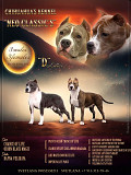 American staffordshire terrier puppy, female show class FCI Mytishchi  Delivery from Mytishchi