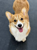 Welsh corgi pembroke masculin show class FCI pour l'accouplement Krasnodar  доставка из г.Krasnodar