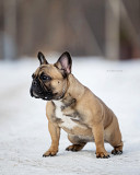 French bulldog junior, female show class FCI Krasnoyarsk  Delivery from Krasnoyarsk