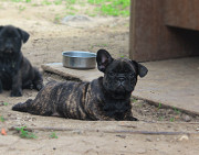 Franču buldogs kucēns, sieviete show class FCI Ivanovo  доставка из г.Ivanovo