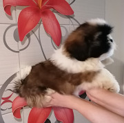 Shih tzu chiot, masculin FCI Saratov  доставка из г.Saratov