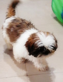 Shih tzu chiot, masculin pet class FCI Saratov  доставка из г.Saratov