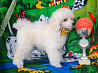 Caniche nains chiot, masculin, femme breed class FCI Moscow  доставка из г.Moscow