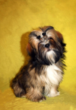 Lhasa apso kutsikas, mees pet class FCI Sankt-Peterburg  доставка из г.Sankt-Peterburg