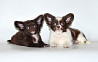 Chihuahua poil long chiot, masculin, femme FCI Moscow  доставка из г.Moscow
