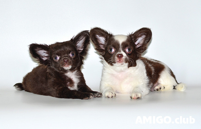 Chihuahua long-haired puppy, male, female FCI Moscow  Moscow - photo 1