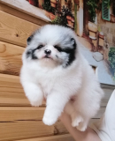 Saksanpystykorva pomeranian eli kääpiöpystykorva (zwer) pentu, uros IKU Sankt-Peterburg  Sankt-Peterburg