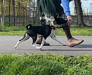 Basenji pentu, nainen breed class FCI Braila  Braila