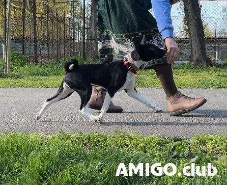 Basenji pentu, nainen breed class FCI Braila  Braila - изображение 1