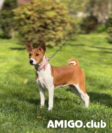 Basenji chiot, femme show class FCI Braila  Braila - изображение 1