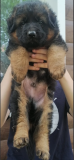German shepherd dog long and harsh outer coat puppy, male show class FCI Zhukovka  Delivery from Zhukovka