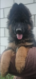 German shepherd dog long and harsh outer coat puppy, male show class FCI Zhukovka  Delivery from Zhukovka
