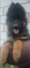 German shepherd dog long and harsh outer coat puppy, male show class FCI Zhukovka  Delivery from Zhukovka