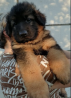 German shepherd dog long and harsh outer coat puppy, male show class FCI Zhukovka  Delivery from Zhukovka