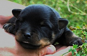 Rottweiler puppy, male, female show class FCI Chelyabinsk  Delivery from Chelyabinsk