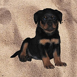 Rottweiler puppy, male, female show class FCI Chelyabinsk  Delivery from Chelyabinsk